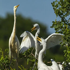 USA, Texas, High Island, Smith Oaks Rookery. Great egret parent at nest with chicks