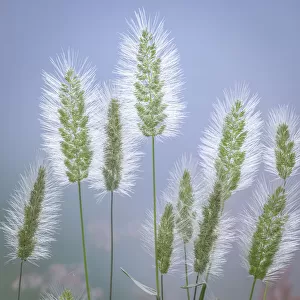 USA, Washington State, Seabeck. Grass seed-heads close-up