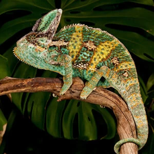 Veiled Chameleon Chamaeleo calyptratus Native to Yemen Habitat Varied Trees