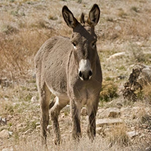 Wild burro standing. Red Rock Canyon Area, Nevada, USA