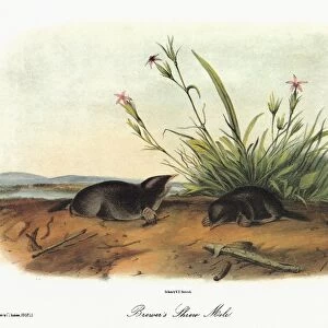 AUDUBON: MOLE. Hairy-tailed, or Brewers, mole (Parascalops breweri). Lithograph