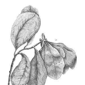 BARTRAM: GRANDIFLORA, 1791. Anona Grandiflora. Copper engraving from William Bartrams Travels Through North & South Carolina, Georgia, East & West Florida, 1791