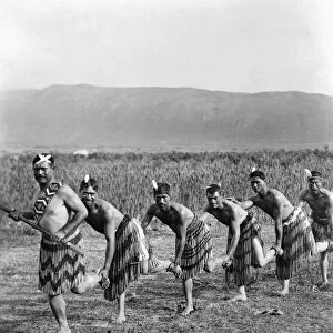 MAORI: WAR DANCE. Five Maori men posing in traditional clothing doing a war dance called haka