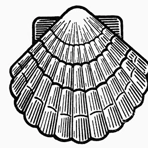 SYMBOL: SCALLOP SHELL. A symbol for safe travel. Line engraving