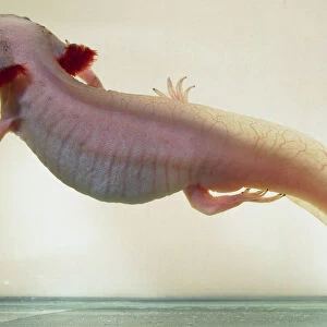 Albino Variant Axolotl with a rounded head and small eyes, and large, feathery gills