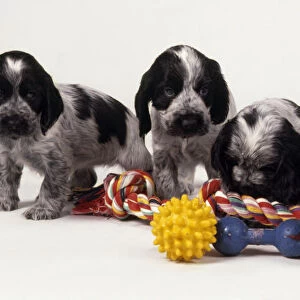 Five black and white Cocker Spaniel Puppies with pet toys