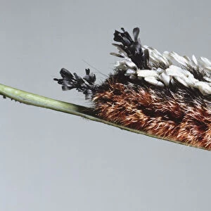 A colourful caterpillar, bristling with hair, crawls on a blade of grass or plant stem