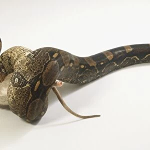 Common Boa beginning to swallow a rat. Part of the body, tail and feet of the rat are visible, the rest of the rat is in the jaws of the snake
