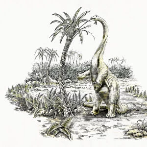 Diplodocus dinosaur eating from palm trees