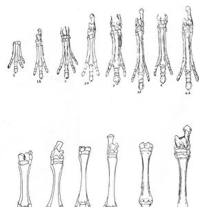 Evolution of the horse: Diagram of 7 stages in development of hind and forelimbs from 1