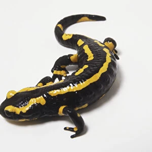 A Fire Salamander (Salamandra salamandra), high angle view