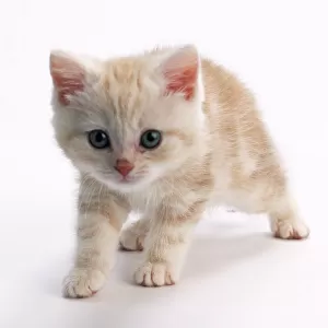 Ginger and white tabby kitten, looking at camera