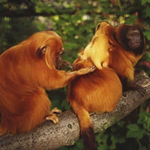Golden Lion Tamarins, leontopithecus rosalia, adult carrying baby on its back being groomed by another adult, all perched on tree branch