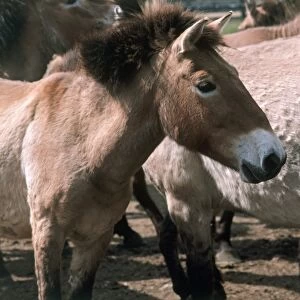 Group of Przewalskis horses (Equus ferus przewalskii), side view