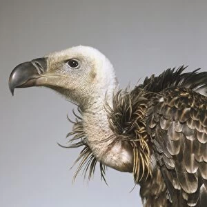 Head of Griffon Vulture (Gyps fulvus), side view