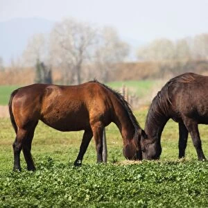 Horses. Uccellina Park. Alberese. Maremma. Tuscany. Italy