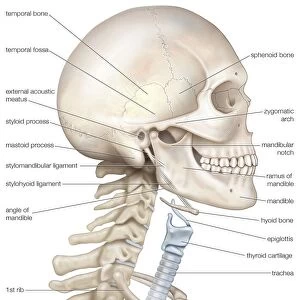 Human head and neck