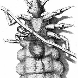 Human Louse, a wingless parasitic insect. Engraving from Robert Hooke Micrographia London 1665