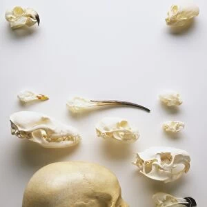 Human skulll and animal skulls, including parrot (top left), monkey (top right), curlew (centre, with long bill), rabbit (bottom right)