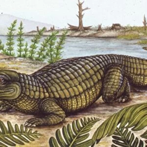Illustration of Proterosuchus