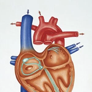 Illustration showing cross section of human heart