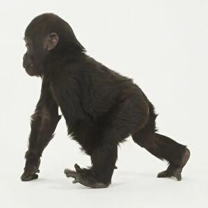 Infant Gorilla on all fours, walking forward, toes splayed, knuckles on floor, looking forward, side view