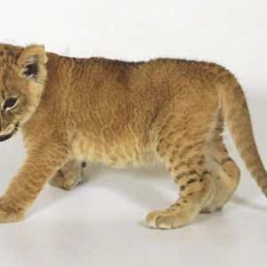 Lion-jaguar hybrid cub (Panthera hybrid), side view