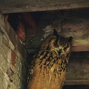 Owl perched on pole near roof of barn