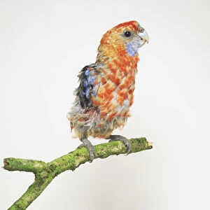 Parrot with French Moult feather disease perching on branch, side view