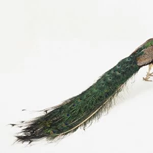 Peacock (Pavo Cristatus) with its tail feathers resting on the floor