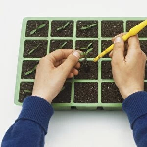 Planting seedlings in plant tray using a small dibber