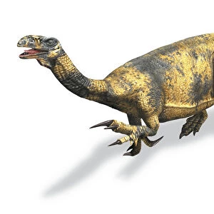 Plateosaurus dinosaur, a prosauropod with long body, large feet, claws and thumb
