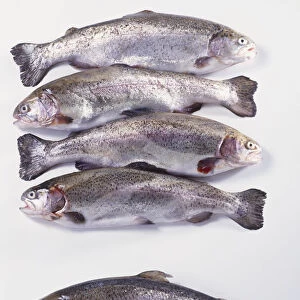 Five raw whole Trouts, close up