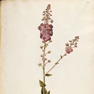 Scrophulariaceae, Purple Mullein (Verbascum phoeniceum), Herbaceous perennial plant for rocky gardens, spontaneous in Italy, by Francesco Peyrolery, watercolor, 1752