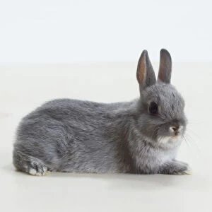 Small grey Rabbit (Leporidae) lying down, side view