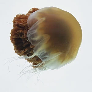 Swimming jellyfish