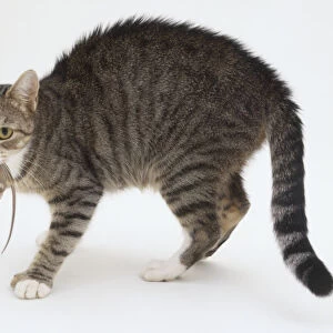 Tabby and white domestic shorthair cat (Felis silvestris catus), standing with a dead mouse in its mouth, looking at camera, side view
