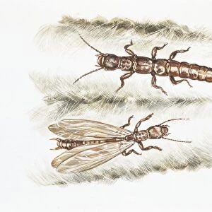 Webspinners, Embioptera, Embia, illustration