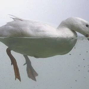 White duck feeding in water