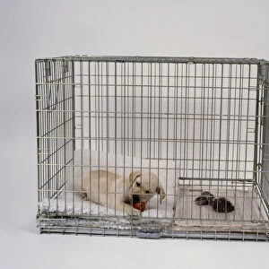 Yellow Labrador puppy lying down in cage chewing soft toy
