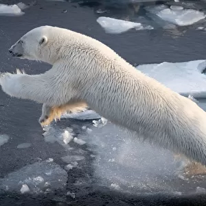 Polar Bear leaping at full stretch as it jumps over water