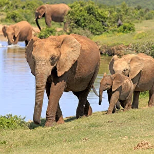 African Elephants -Loxodonta africana-, group with young animal, at the water, Addo Elephant National Park, Eastern Cape, South Africa