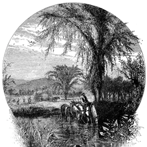 Antique illustration of fields and White Mountains (New Hampshire)