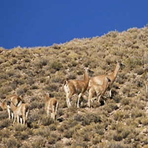 camels grazing on a hillside