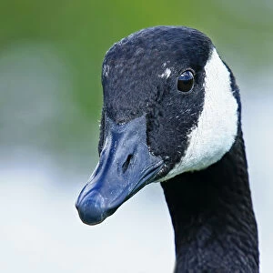 Canada Goose closeup