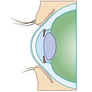 Cross section biomedical illustration of normal eye