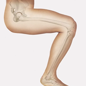 Diagram showing bones inside human leg, seated position