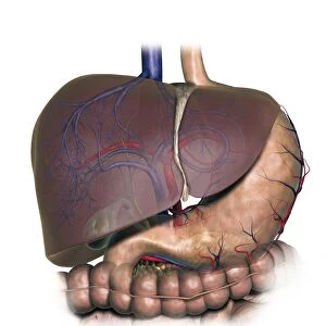 Diagram showing human liver, stomach, gallbladder and pancreas