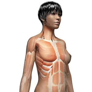 Female muscular system, illustration