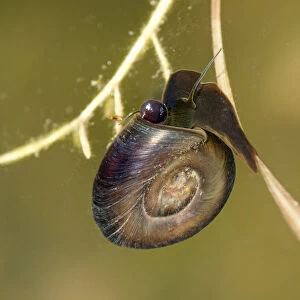 Great Ramshorn Snail -Planorbarius corneus-, with a tube-like organ visible on the left side of the head, siphon, to filter nutrients from inflowing water